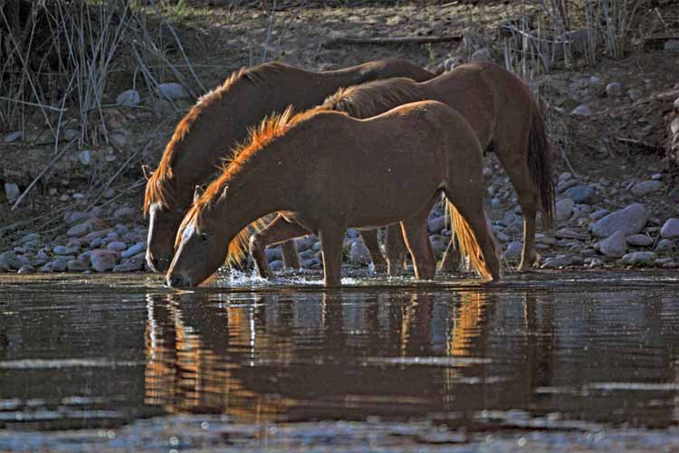 mustangs at river